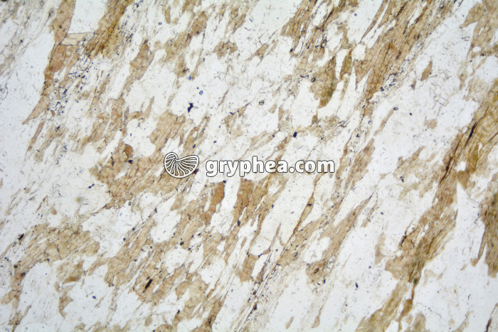 Micaschiste à sillimanite LPNA x25 - gryphea.com